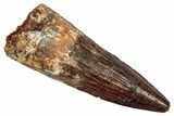 Fossil Spinosaurus Tooth - Real Dinosaur Tooth #345487-1